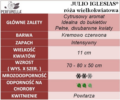 Róża wielkokwiatowa JULIO IGLESIAS